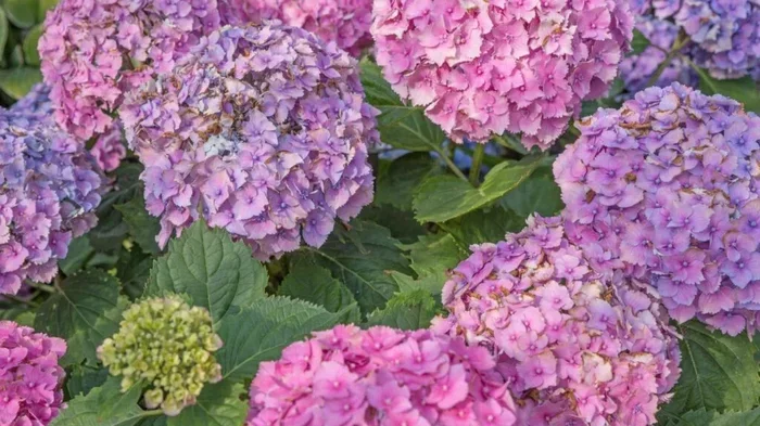 Do Hydrangeas Like Coffee Grounds