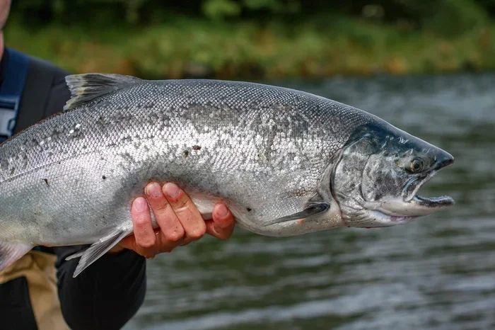 How Long to Cook Salmon in an Air Fryer Oven