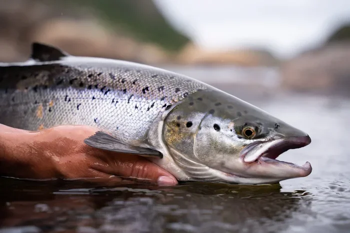 How Long to Cook Salmon in an Air Fryer Oven