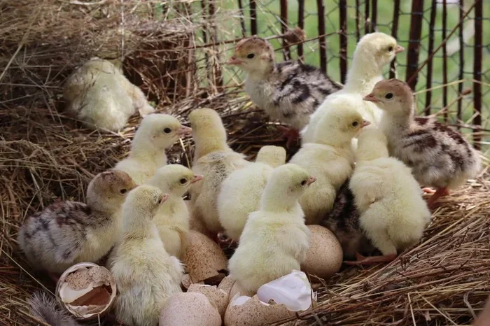 Raising a Young Turkey A Complete Guide for Beginners