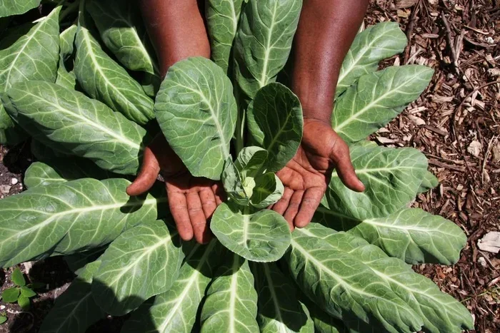 Why Collard Greens Are the Ultimate Superfood You Need