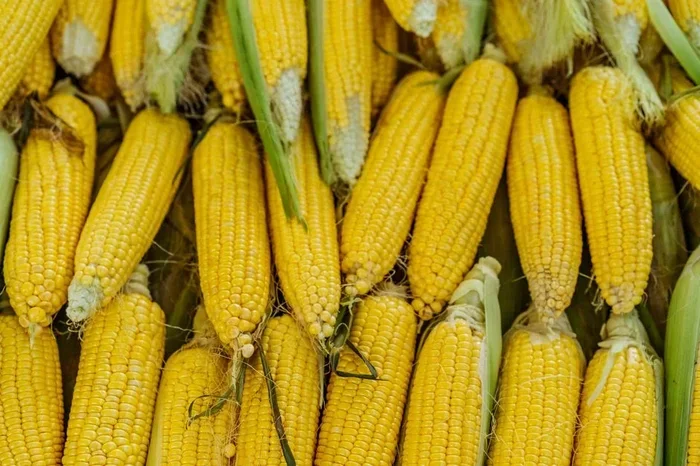 Is Corn a Fruit The Surprising Answer You Need to Know
