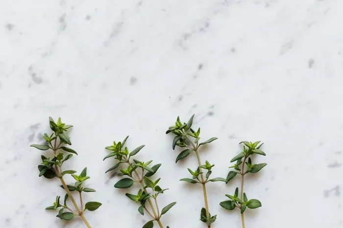 Fresh Thyme The Ultimate Guide to Cooking with Herbs