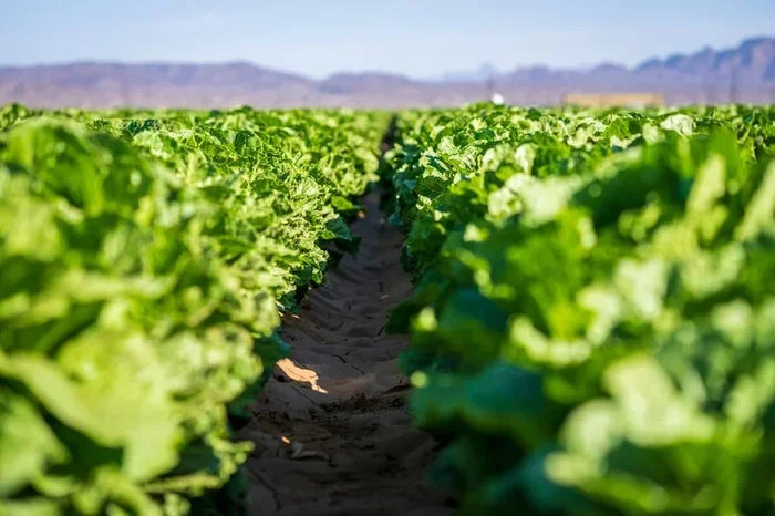 Can You Freeze Romaine Lettuce And Keep It Fresh Longer