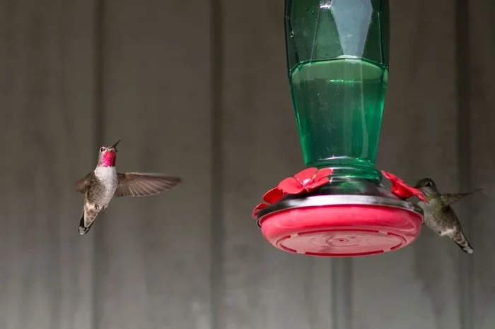 The Best Hummingbird Food Recipe You Can Make at Home