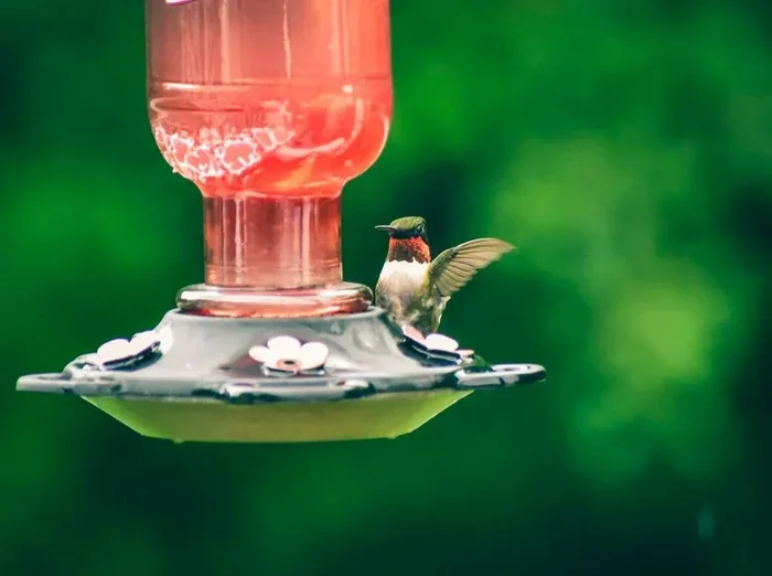 The Best Hummingbird Food Recipes You Can Make at Home