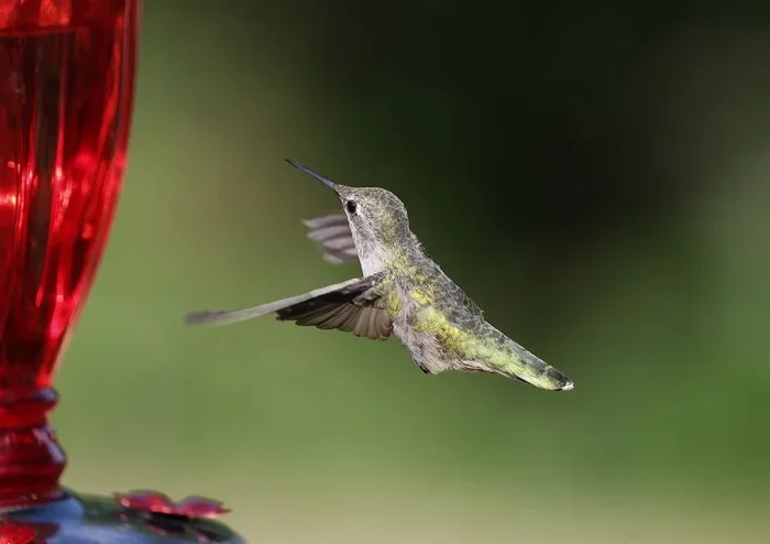 The Perfect Hummingbird Food Recipe With Sugar Water