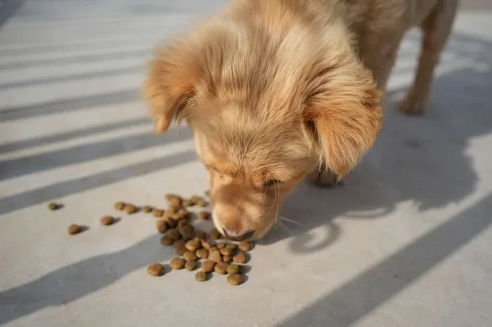 Best Food for Large Dog Breeds For Happy and Healthy Dogs