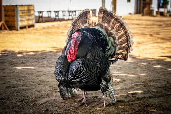 How Long Does It Take to Thaw a 20 Lb Turkey Safely