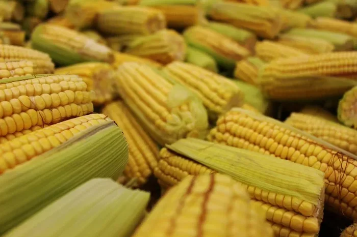 Microwave Corn on the Cob in the Husk Perfectly Every Time
