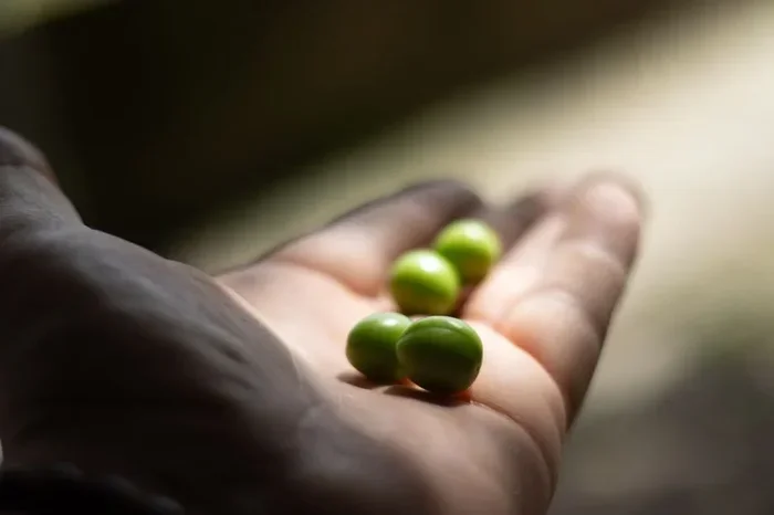 Understanding Pea Size Meaning And What It Tells You