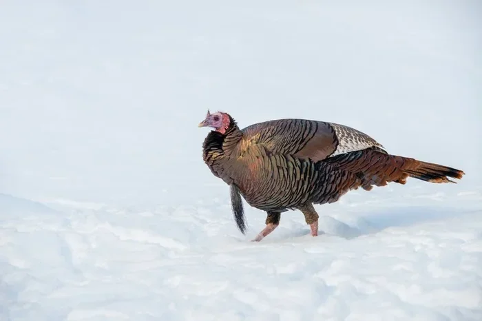 How Long to Thaw a Frozen Turkey The Ultimate Guide