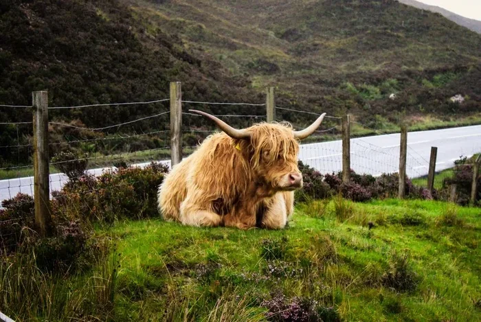How to Cook Haggis and Enjoy This Traditional Scottish Dish