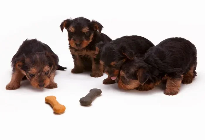 Wet Food Options for Yorkshire Terrier Dogs and Puppies